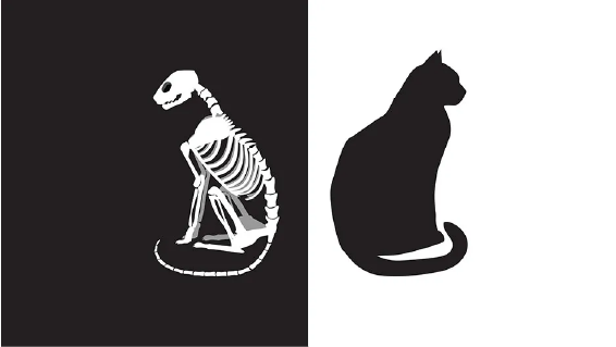 cat_1